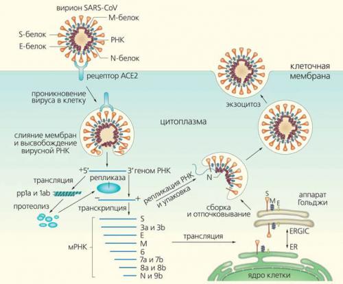 КОВИД 5 лет спустя: Как пандемия изменила лицо современной медицины 01