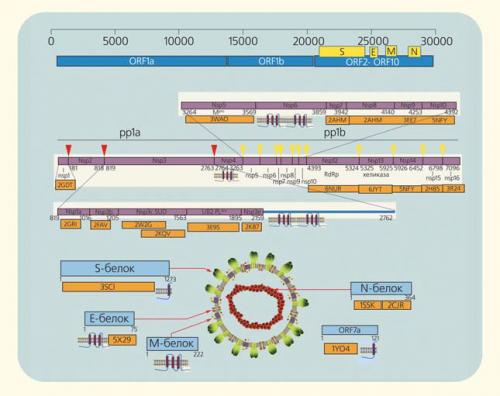 КОВИД 5 лет спустя: Как пандемия изменила лицо современной медицины 02