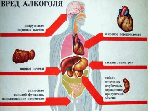 Влияние спиртов на организм человека химия. Спирт для организма человека