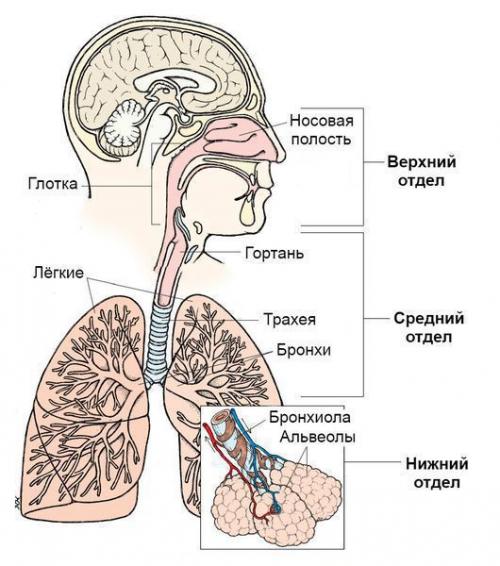 Побеждаем простуду за 1 день. 1 способ, как вылечить простуду за 1 день 02 Побеждаем простуду за 1 день. 1 способ, как вылечить простуду за 1 день 02
