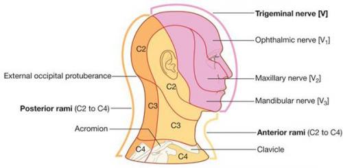Воспаление тройничного лицевого нерва. Причины невралгии тройничного нерва 01 Воспаление тройничного лицевого нерва. Причины невралгии тройничного нерва 01