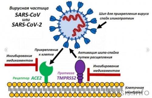 Какие симптомы коронавируса проявляются на первый день инфекции у взрослых 02 Какие симптомы коронавируса проявляются на первый день инфекции у взрослых 02