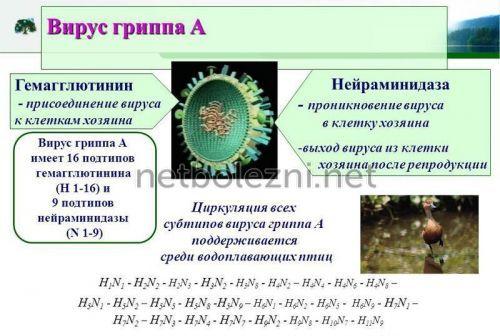Противовирусные препараты для детей и взрослых. Блокаторы М2-каналов 13