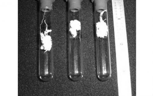 Феномен Волос Ангела. 02