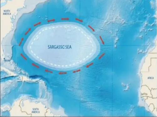 Саргассово море.  Нет границ, но есть бермудский треугольник. 01 Саргассово море.  Нет границ, но есть бермудский треугольник. 01