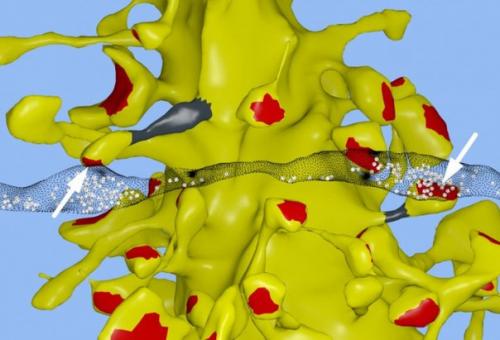 Объем памяти человеческого мозга в 10 раз больше, чем считалось. Объем памяти человеческого мозга в 10 раз больше, чем считалось.