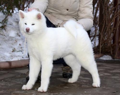 Акита - ину.  Этот японский символ преданности считается одной из древнейших пород собак. Акита - ину.  Этот японский символ преданности считается одной из древнейших пород собак.