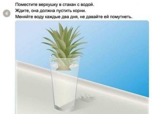 Как вырастить ананас в домашних условиях? 03