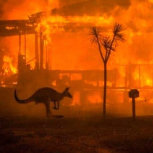 Вот такая жесть сейчас в Австралии творится. 01