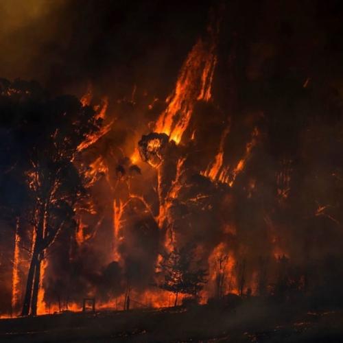 Вот такая жесть сейчас в Австралии творится. 04