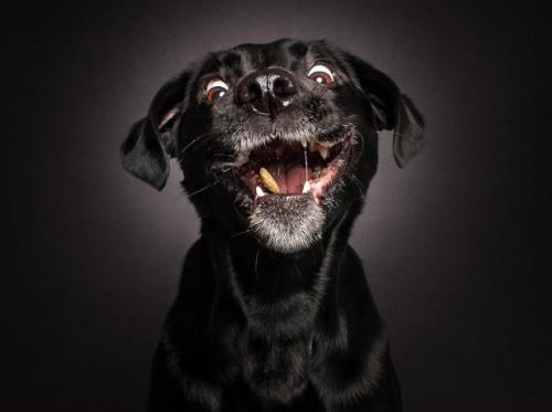 Собаки, которые ловят радость в воздухе.

