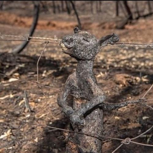 Вот такая жесть сейчас в Австралии творится. 02