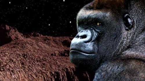 Российский проект по отправке обезьян к марсу протесты Зеленых вызывает. Российский проект по отправке обезьян к марсу протесты Зеленых вызывает.