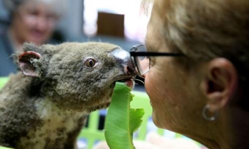 В Австралии местные жители своими силами и с помощью ветеринаров лечат раненых коал, давая им второй шанс на жизнь. 02