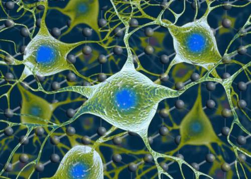 Графен пригодным материалом для нейропротезов сочли.

