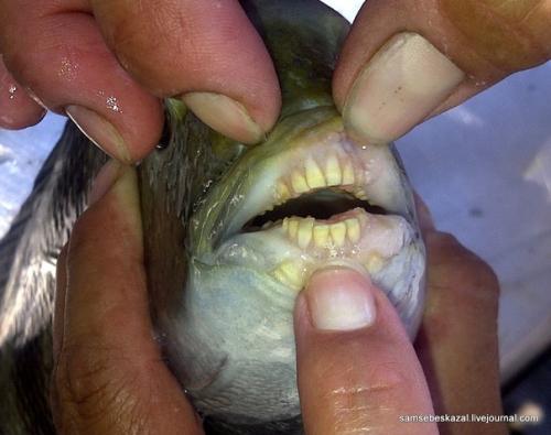 Дорада - в израиле ее называют Денис, - одна из самых вкусных рыб на наших столах. 01