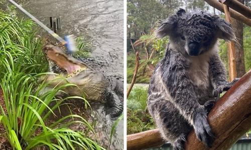Фотографии австралийского дождя, который затушил около 30 смертоносных пожаров. 03