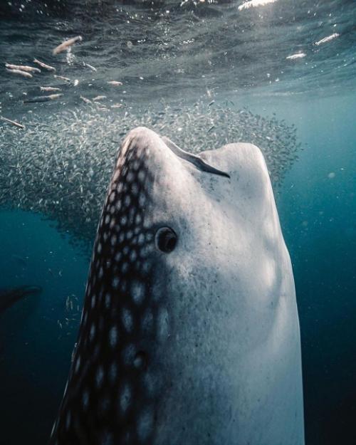 На фото: китовая акула. 01