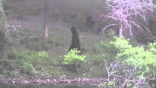 Лесные Люди: тхак - тхе, ми -ГЁ, Алмаса. Лесные Люди: тхак - тхе, ми -ГЁ, Алмаса.