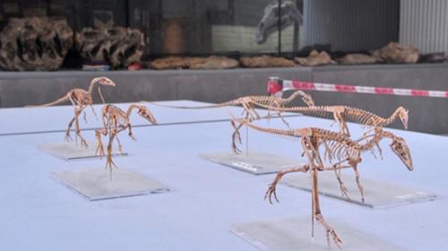 Палеонтологи из Китая открыли новый вид динозавров, получивший название Xunmenglong Yingliangis. 02