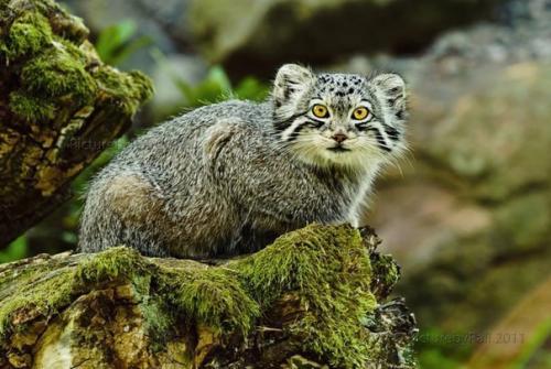 Кошки, находящиеся на грани вымирания. 03