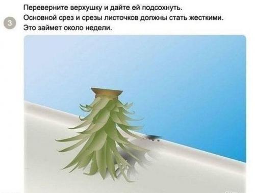 Как вырастить ананас в домашних условиях? 02