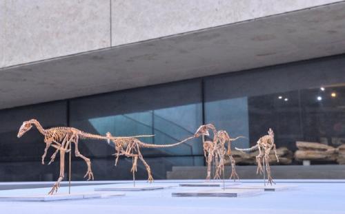 Палеонтологи из Китая открыли новый вид динозавров, получивший название Xunmenglong Yingliangis. 01