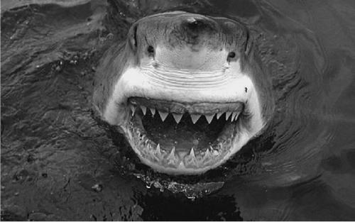 Акула ноздрями не дышит, а нюхает. 01