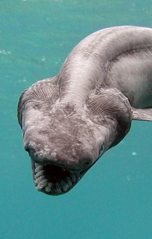 На фото: плащеносная акула. 01