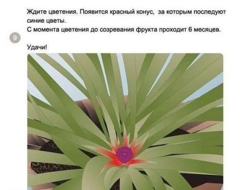 Как вырастить ананас в домашних условиях? 08