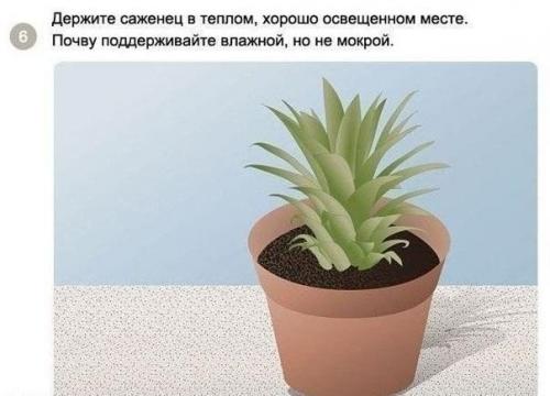 Как вырастить ананас в домашних условиях? 05