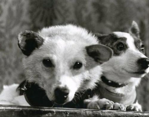 Немногие знают, что у белки и стрелки на самом деле были другие клички. 01