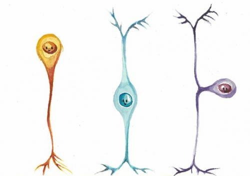 В этом материале наглядно, красочно и весело представлено как мозг управляет нашими мышцами. 01 В этом материале наглядно, красочно и весело представлено как мозг управляет нашими мышцами. 01