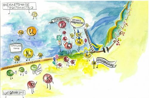 В этом материале наглядно, красочно и весело представлено как мозг управляет нашими мышцами. 03 В этом материале наглядно, красочно и весело представлено как мозг управляет нашими мышцами. 03