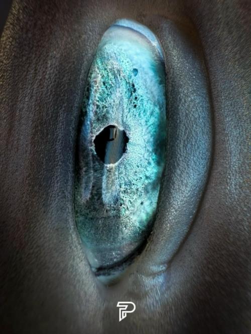 Природный мир никогда не перестаёт удивлять, и немногие виды лучше передают это, чем глаз собачьей акулы. 01