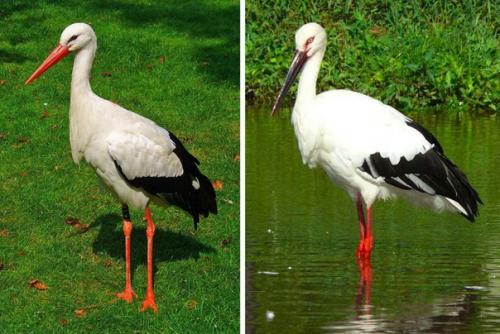 = Ледниковый период и рефугиумы =. 01