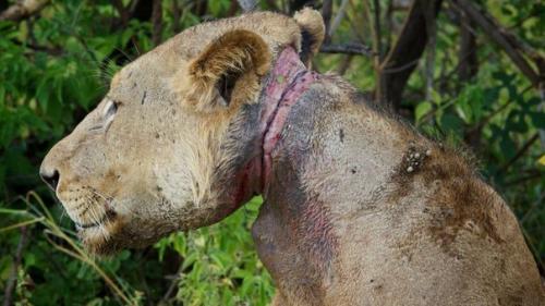 Львы три года кормили сородича, попавшего в капкан. 01 Львы три года кормили сородича, попавшего в капкан. 01