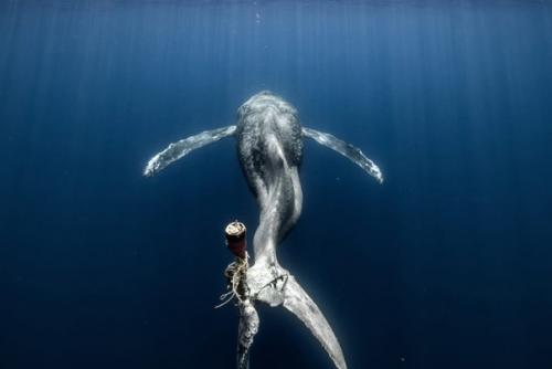 Лучшие океанские фотографии 2023 года. 02