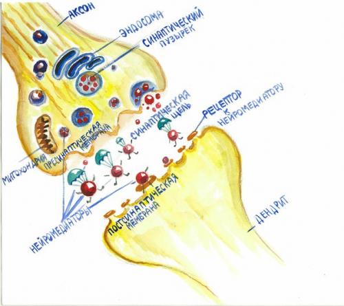 В этом материале наглядно, красочно и весело представлено как мозг управляет нашими мышцами. 04 В этом материале наглядно, красочно и весело представлено как мозг управляет нашими мышцами. 04