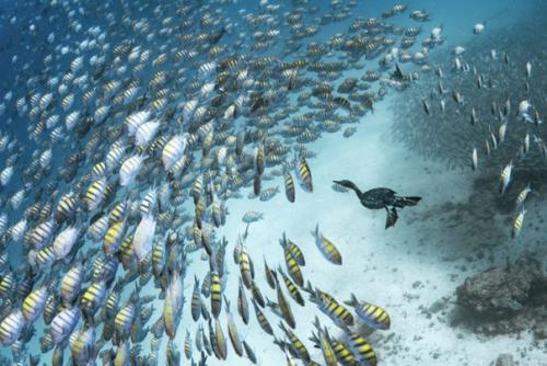 Лучшие океанские фотографии 2023 года. 04