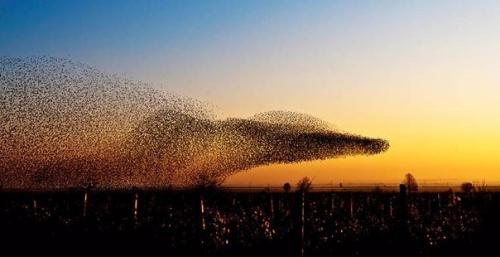 Во время перелетов птицы ориентируются по магнитной карте у себя в голове.