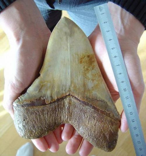 Акула мегалодон не вымерла. 02 Акула мегалодон не вымерла. 02