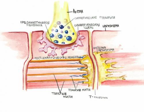 В этом материале наглядно, красочно и весело представлено как мозг управляет нашими мышцами. 05 В этом материале наглядно, красочно и весело представлено как мозг управляет нашими мышцами. 05