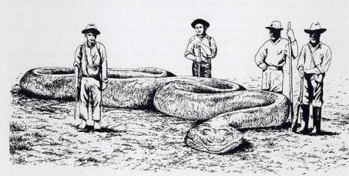 Встречи с огромными змеями. 02