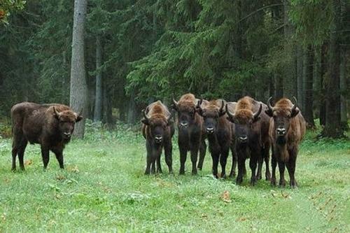 Тайна неизвестной древней цивилизации беловежской пущи. 02