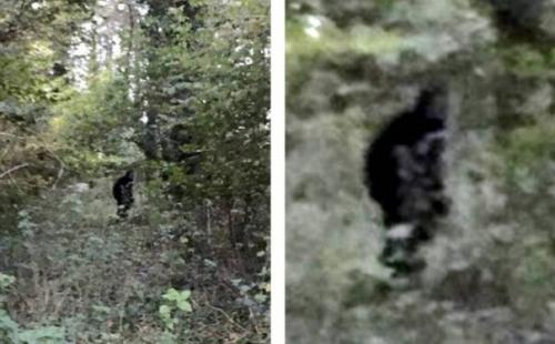 В графстве сассекс засняли снежного человека. 01 В графстве сассекс засняли снежного человека. 01