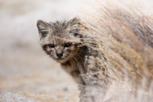 Андская кошка (Leopardus Jacobita) - скрытный и малоизученный хищник семейства кошачьих, самая редкая кошка западного полушария.