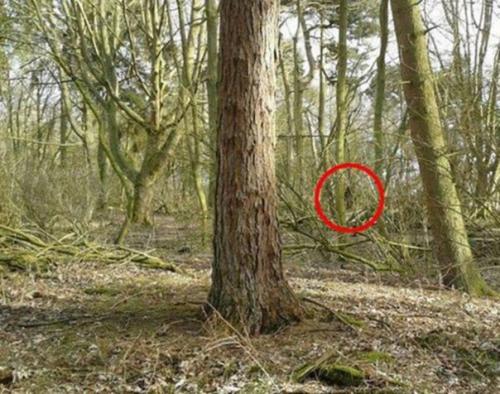 В графстве сассекс засняли снежного человека. 02 В графстве сассекс засняли снежного человека. 02