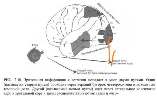 Поток как сообщает информацию в теменную долю и непосредственно связан с двигательной системой.
