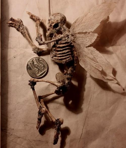 Коллекция таинственных криптидов Томаса мерлина. 06